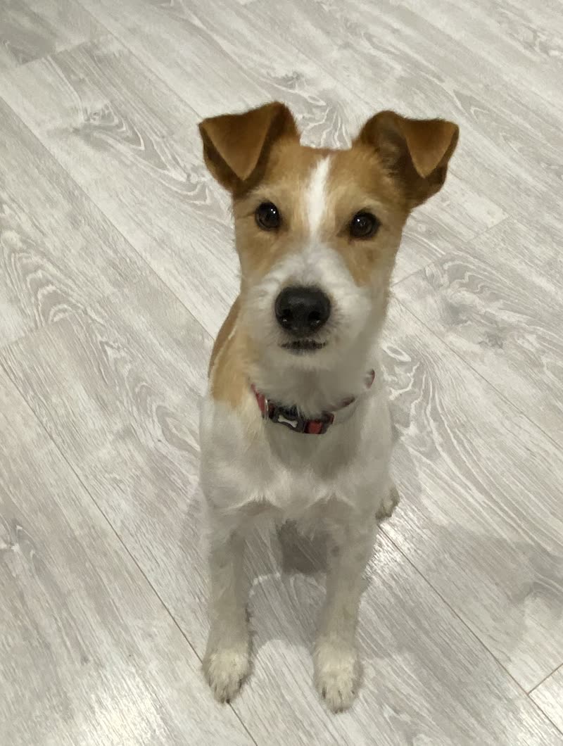 A tan-and-white terrier sitting on the salon floor after its groom