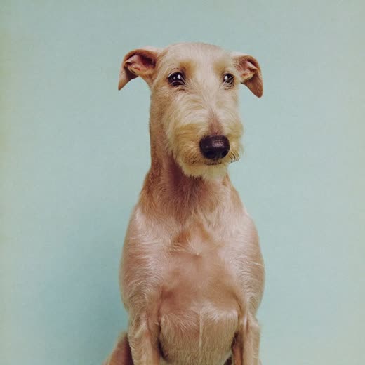 A terrier with a freshly hand-stripped coat